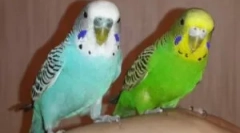 Видови на крлежи во брановидни папагали