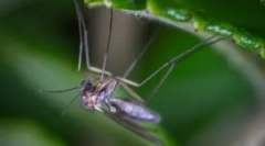 Видови комарци и живеалишта