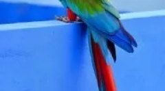 Видови на големи домашни папагали