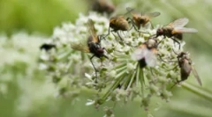 Видови на мух