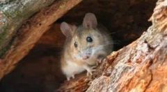 Видови на глувци во природата