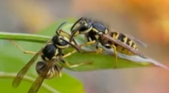 Видови на os