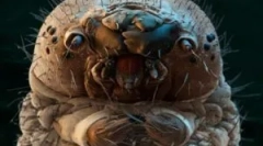 Погледи на паразити кои живеат во човечкото тело