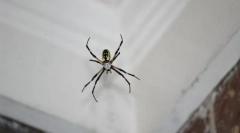 Видови на пајаци продорна куќа или стан