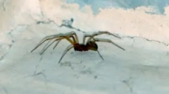 Видови на пајаци кои живеат дома