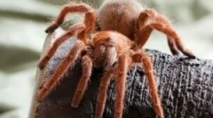 Видови пајаци