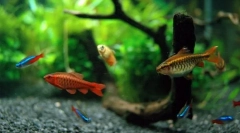 Видови риби погодни за содржина во аквариумот