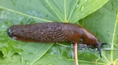 Видови на slugs пронајдени во природата