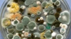 Видови, состав и својства на мувла