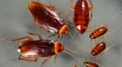 Видови на лебарки во нашите домови