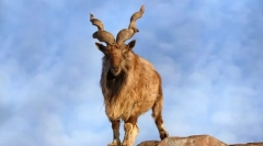 Ролатки (маркур)