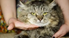 Мачка вирална леукемија