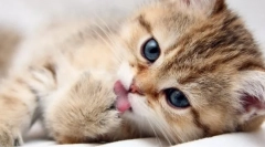 Whiskas за мачиња: детален преглед на линијата за добиточна храна за најмалиот