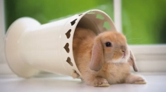 Свиткајте џуџиња зајаци