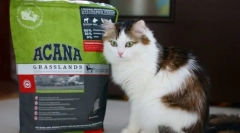 Витамини и минерали за мачка