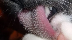 Вкусни зависности мачки и мачки