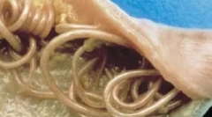 Внатрешни паразити (ендопаразити)