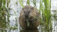 Вода стаорец: опис и начин на живот