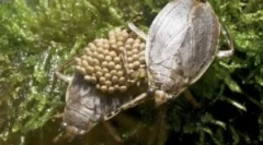 Вода bedbugs: видови и начин на живот