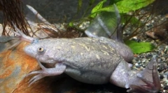 Вода брег жаби во природата и во домашен аквариум