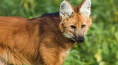 Волф црвено