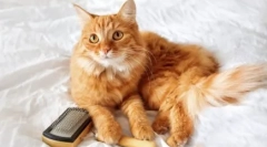 Косата не паѓа: кауратични мачки