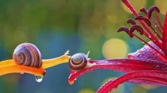 Магичен минијатурен свет на полжави vyacheslav mishchenko (12 фотографии)