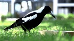 Врана-свирче