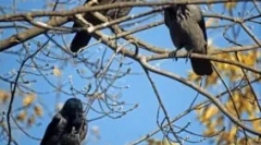 Рамки на врани наутро: причините за однесувањето на птиците, знаците