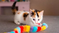 Подигање на мачки