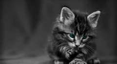 Родителство kottenka