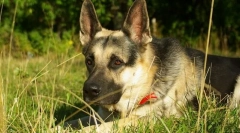 Источна европа овчар