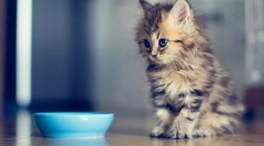 Стари фази маче