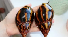 Дали полжавите спаѓаат во хибернација зошто полжавот спие што да прави