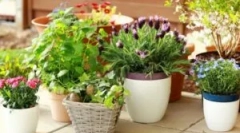 Штетници на внатрешни бои