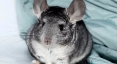 Сите за бременост chinchillas, како се раѓањето