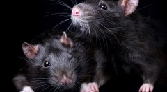 Сите за црни стаорци: изглед, начин на живот, интересни факти