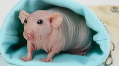 Сите за bald rat sphinx: опис, видови, нега и содржина од хранење