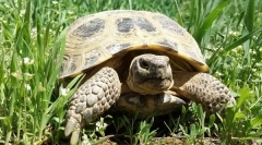 Сите за копнената желка