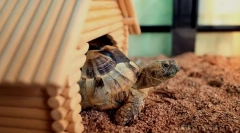 Сите за терариум за копнената желка