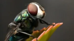 Сите за тоа каде летаат мувите од дома