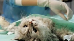 Најважно за стерилизацијата на мачките