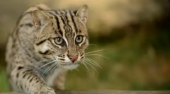 Сите тајни на willer cat-fisherman