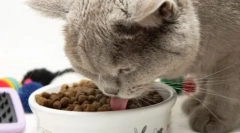 Сите најдобри - мачки: карактеристики и сорти на храна 1 избор