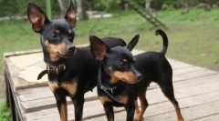 Сите за расата прага крисарик (ratlik): приказна и стандарди за раса, куче карактер, грижа, содржина