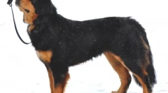 Изберете прекар за овчар