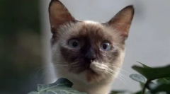 Изберете мачка на знакот на зодијакот: соодветни раси