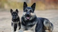 Избор на кученце од источноевропскиот овчар