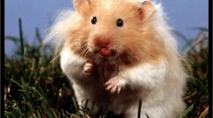 Избор и купување хрчак