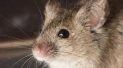 Избор на најдобар мамка за глувци